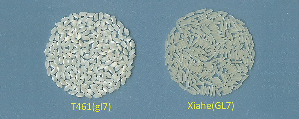 CNRRI Scientists Reveal the Genetic Mechanism of Rice Grain Length