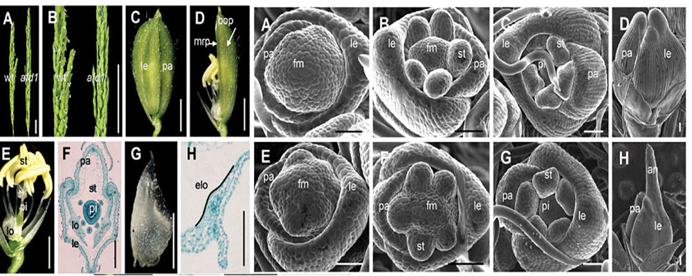 Progress on Molecular Mechanism of Grain Yield in Rice