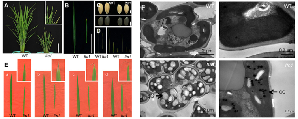 Progress on Molecular Mechanism of Leaf Senescence via NAD pathway in Rice