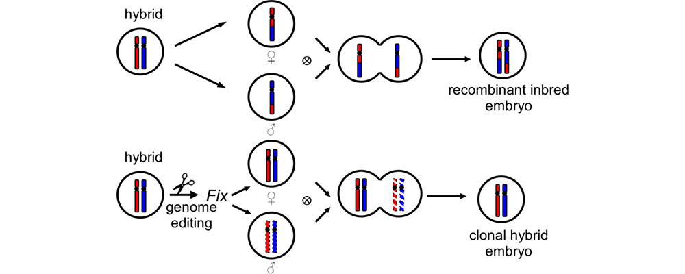 Clonal seeds from hybrid rice by simultaneous genome engineering of meiosis and fertilization genes